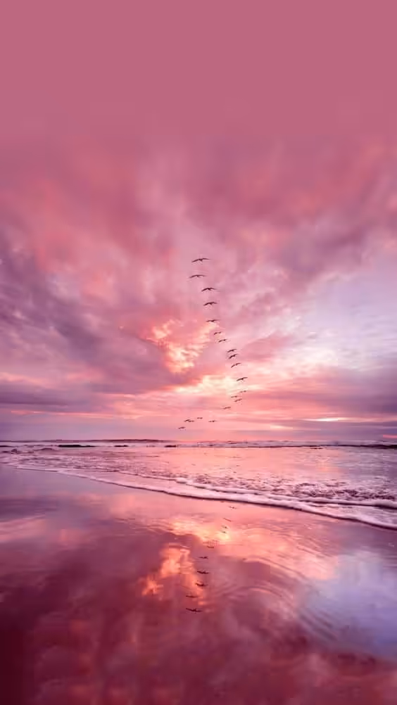 pink24