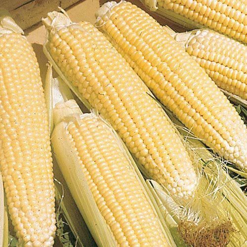 Kandy Corn Seeds 25 Heirloom Seeds Per Packet Non GMO Seeds