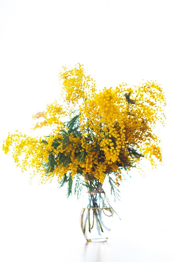 Mimosa Bouquet Spring Flowers Pack Of 15 Photos