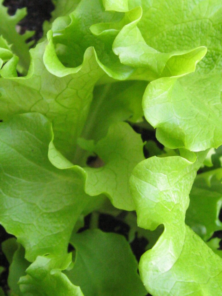 Salad Bowl Green Lettuce Seeds 900 Seeds Loose Leaf Heirloom Non GMO lactuca sativa